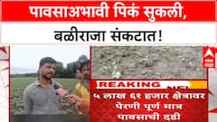 Marathwada Rain Deficit | मराठवाड्यात पिके सुकली, दुबार पेरणीचं संकट; शेतकरी चिंतेत
