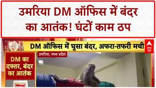Monkey Enters Office: Umaria DM Office में बंदर का 'हमला', मचा हड़कंप, घंटों काम ठप!