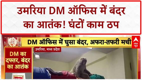 Monkey Enters Office: Umaria DM Office में बंदर का 'हमला', मचा हड़कंप, घंटों काम ठप!