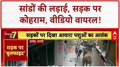 Bull Fight: दामोह में सांडों का 'तांडव', मंत्री के गृह जिले में मचा कोहराम!