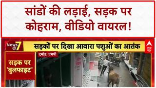 Bull Fight: दामोह में सांडों का 'तांडव', मंत्री के गृह जिले में मचा कोहराम!