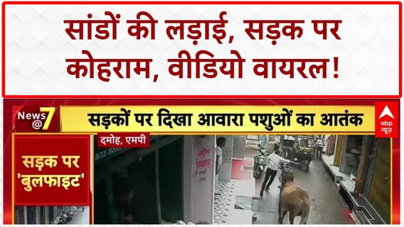 Bull Fight: दामोह में सांडों का 'तांडव', मंत्री के गृह जिले में मचा कोहराम!