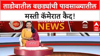 Tadoba Tiger Cubs | ताडोबा बफर झोनमध्ये वाघाच्या बछड्यांची मस्ती कॅमेरात!