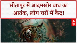 Sitapur Tiger Terror: आदमखोर बाघ का Live Attack? दहशत में 40 गांव!