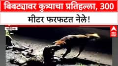 Viral Video | कुत्र्याने बिबट्यावर केला हल्ला, 300 मीटर फरफटत नेले! Nashik मध्ये थरार