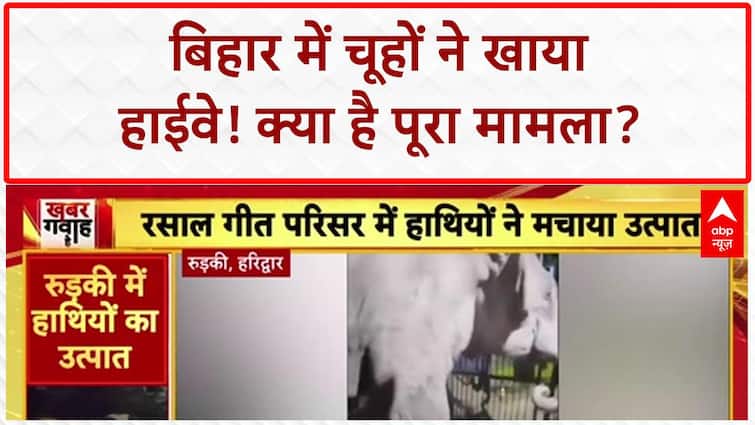 Rat Menace: बिहार में चूहों ने खाया 35 KM लंबा Highway, Project Manager का दावा