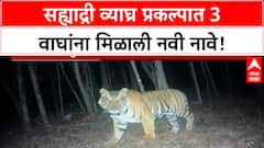 Tiger Naming | सह्याद्री व्याघ्र प्रकल्पात 3 नर वाघांना 'Senaapati', 'Subhedar', 'Baaji' नावे
