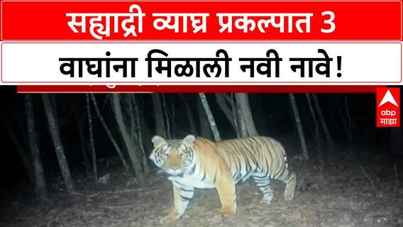 Tiger Naming | सह्याद्री व्याघ्र प्रकल्पात 3 नर वाघांना 'Senaapati', 'Subhedar', 'Baaji' नावे