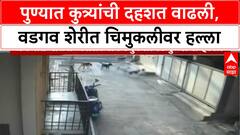 Pune Dog Attack : पुण्यात मोकाट कुत्र्यांची दहशत वाढली,वडगव शेरी भागात चिमुकलीवर हल्ला