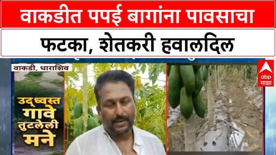 Papaya Crop Damage | वाकडीतील Kolhe कुटुंबियांना अतिवृष्टीचा फटका, पपई बागांचे मोठे नुकसान