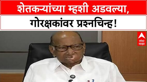 Sharad Pawar| Gorakshak मुळे शेतकऱ्यांचे हाल: म्हशी विकल्या तरी अडवणूक : शरद पवार