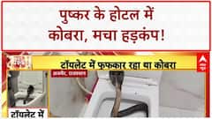 Cobra in Toilet: Ajmer के Hotel में 5 फीट का Cobra, Tourist के उड़े होश!