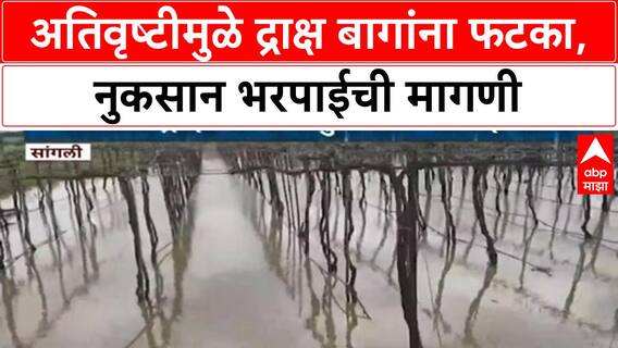 Sangli Grapes Affected : अतिवृष्टीमुळे द्राक्ष बागांना फटका, नुकसान भरपाईची मागणी