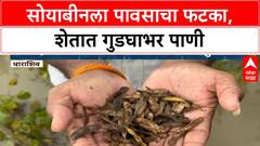 Crop Damage | मराठवाड्यात सोयाबीनला पावसाचा फटका, गुडघाभर पाण्यात पीक सडले