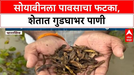 Crop Damage | मराठवाड्यात सोयाबीनला पावसाचा फटका, गुडघाभर पाण्यात पीक सडले