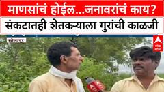 Solapur Heavy Rainfall : माणसांचं होईल...जनावरांचं काय? संकटातही शेतकऱ्याला गुरांची काळजी