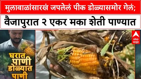 Chatrapti Sambhajinagar:मुलाबाळांसारखं जपलेलं पीक डोळ्यासमोर गेलं; वैजापुरात २ एकर मका शेती पाण्यात