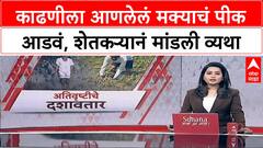 Sambhaji Nagar : काढणीला आणलेलं मक्याचं पीक आडवं, शेतकऱ्यानं मांडली व्यथा ABP Majha