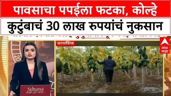 Dharashiv Papaya Loss : सततच्या पावसाचा पपईला फटका, कोल्हे कुटुंबाचं 30 ते 35 लाख रुपयांचं नुकसान
