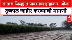 Wet Drought Demand Satara जिल्ह्यात मुसळधार पाऊस, शेतीचं नुकसान; 'ओला दुष्काळ' जाहीर करण्याची मागणी