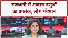 Stray Cattle Menace: UP में 'सांड' का आतंक, Lucknow में दादा-पोते पर Attack