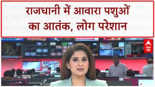 Stray Cattle Menace: UP में 'सांड' का आतंक, Lucknow में दादा-पोते पर Attack