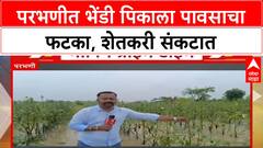 Crop Damage | परभणीत भेंडी पिकाचं मोठं नुकसान, तरुण शेतकऱ्याचं स्वप्न भंगले