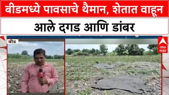 Maharashtra Rains: Beed मध्ये पावसाचा कहर, कापसाच्या शेतात दगडगोट्यांसह वाहून आले रस्त्याचे डांबर