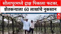Maharashtra Crop Damage | सोलापूरमध्ये द्राक्ष पिकाचे मोठे नुकसान, 60-65 लाख रुपयांचा फटका