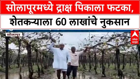 Maharashtra Crop Damage | सोलापूरमध्ये द्राक्ष पिकाचे मोठे नुकसान, 60-65 लाख रुपयांचा फटका