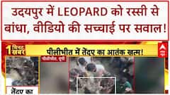 Human-Wildlife Conflict: Udaipur में Leopard को रस्सी से बांधा! वन विभाग कर रहा जांच