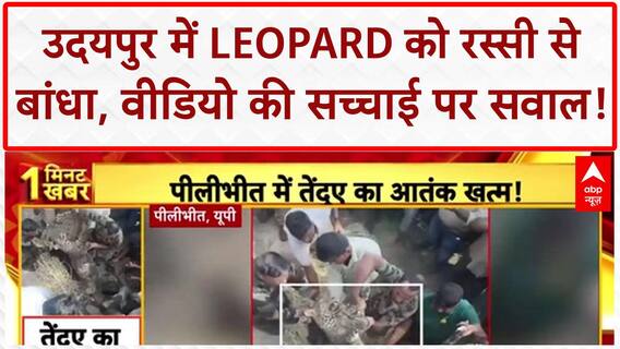 Human-Wildlife Conflict: Udaipur में Leopard को रस्सी से बांधा! वन विभाग कर रहा जांच