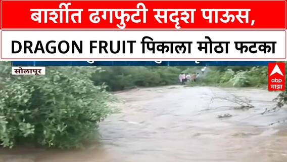 Heavy Rain | सोलापूरच्या Barshi मध्ये Dragon Fruit पिकाचे मोठे नुकसान