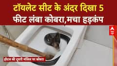 Cobra in Toilet: टूरिस्ट्स में दहशत, होटल के टॉयलेट सीट के अंदर दिखा कोबरा