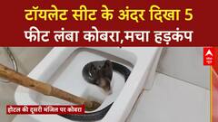 Cobra in Toilet: टूरिस्ट्स में दहशत, होटल के  टॉयलेट सीट के अंदर दिखा कोबरा