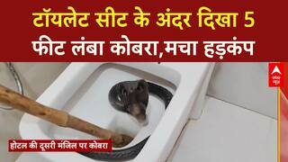 Cobra in Toilet: टूरिस्ट्स में दहशत, होटल के  टॉयलेट सीट के अंदर दिखा कोबरा