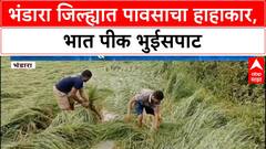 Crop Damage | भंडारा जिल्ह्यात मुसळधार पावसामुळे भात पिकाचे मोठे नुकसान