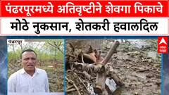 Heavy Rainfall Crop Damage | पंढरपूरमध्ये शेवगा पिकाचे मोठे नुकसान, शेतकऱ्याची मदतीची मागणी