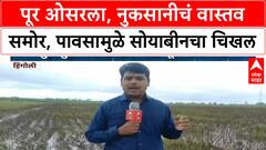 Flood Crop Loss | कयाधू नदीच्या पुरामुळे Hingoli जिल्ह्यात शेतकऱ्यांचं मोठं नुकसान