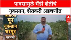 Heavy Rain Impact | परभणीच्या Shirkalas मध्ये Bhendi शेतीचं मोठं नुकसान