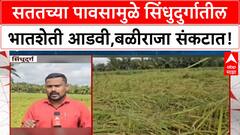 Sindhudurg Rice : सततच्या पावसामुळे सिंधुदुर्गातील भातशेती आडवी,बळीराजा संकटात!