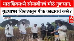 Soybean Crop Loss | धाराशिवमध्ये अतिवृष्टी, शेतकरी हवालदिल, नुकसानभरपाईची मागणी