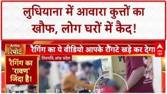 Stray Dog Attack: Ludhiana में कुत्तों का आतंक, 2 दिन में 20+ लोग शिकार!