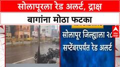 Maharashtra Rain Alert | सोलापूरला २८ सप्टेंबरपर्यंत Red Alert, द्राक्ष बागांचे मोठे नुकसान