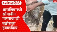 Heavy Rains Crop Damage: धाराशिवमध्ये Soybean पाण्याखाली, जगायचं कसं? शेतकऱ्यांचा आक्रोश Special Report