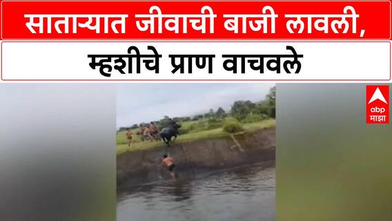 Buffalo Rescue | साताऱ्यात जीवाची बाजी लावली, म्हशीचे प्राण वाचवले