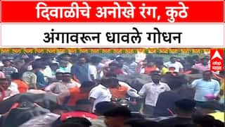Diwali Traditions: 'वर्षभराच्या पापांचं प्रायश्चित्त', Bhandara मध्ये गावकऱ्याच्या अंगावरून धावली गोधनाची फौज