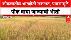 Ratnagiri Unseasonal Rain | कोकणातील भातशेती धोक्यात, कापणीयोग्य पीक वाया जाण्याची भीती