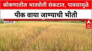 Ratnagiri Unseasonal Rain | कोकणातील भातशेती धोक्यात, कापणीयोग्य पीक वाया जाण्याची भीती