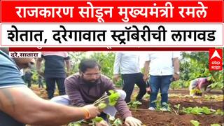 Ekanth Shinde Satara Farm : राजकारण सोडून उपमुख्यमंत्री रमले शेतात, दरेगावात स्ट्रॉबेरीची लागवड
